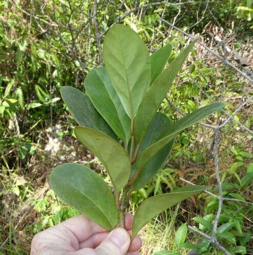 Grevea bosseri