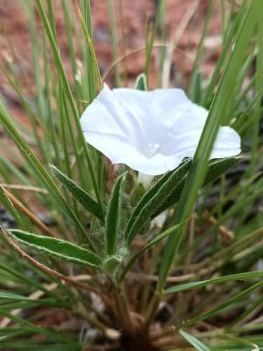 Bonamia alatisemina