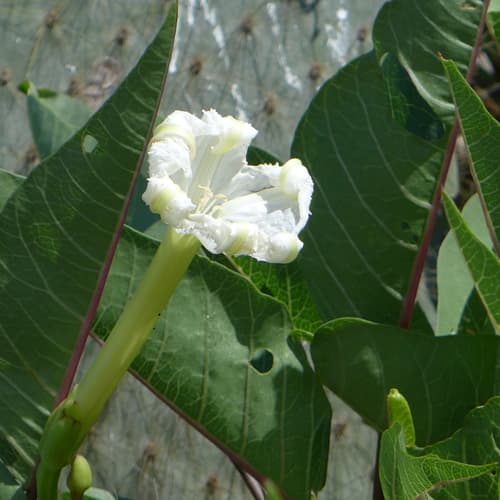 Ipomoea habeliana
