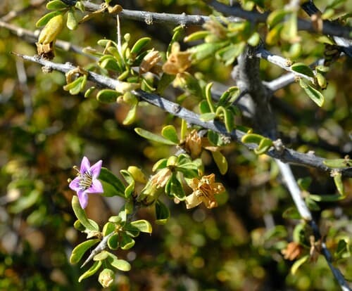 Dew Honeythorn
