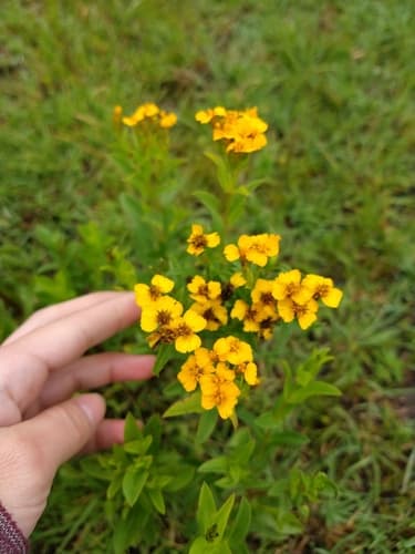 Mexican Tarragon