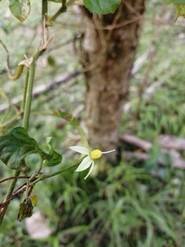 Solanum skutchii