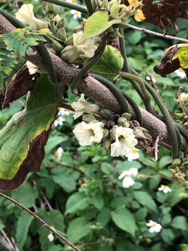 Lepistemon binectarifer