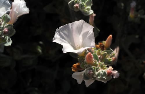Woolly Bindweed