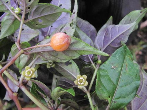 Deprea parviflora