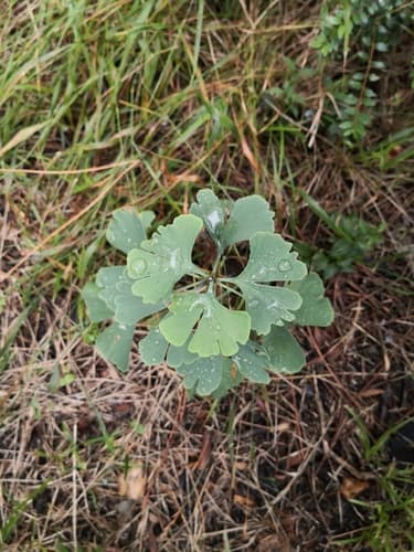 Ginkgo