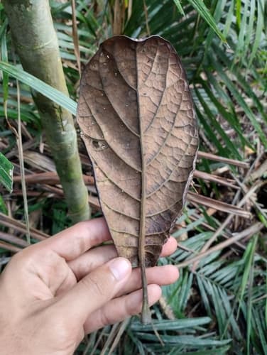 Alangium nobile