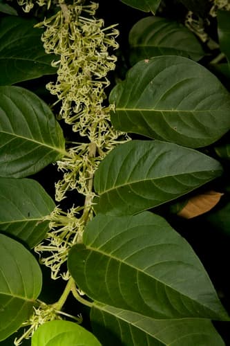 wildjasmine cestrum
