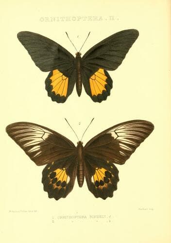 Troides riedeli