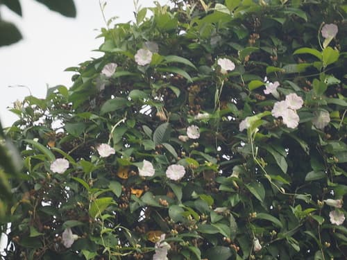 Argyreia mollis