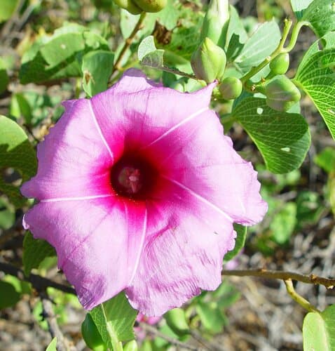 Rock Morning Glory