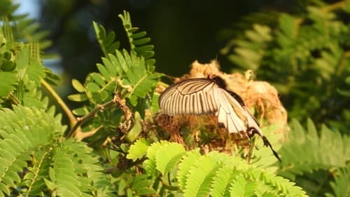 Byasa daemonius