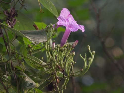 Ipomoea sericophylla