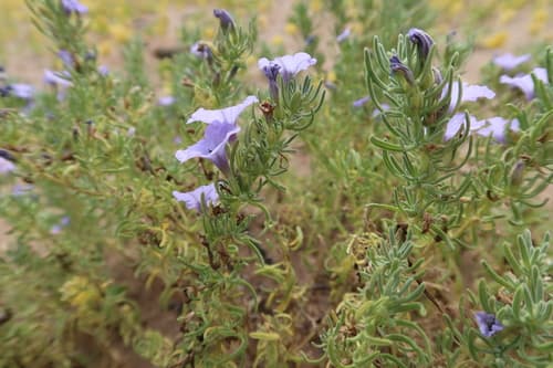 Nolana gracillima