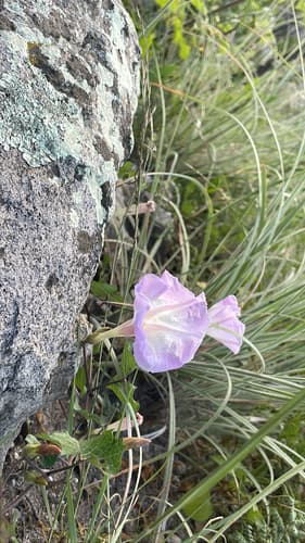 Ipomoea schaffneri