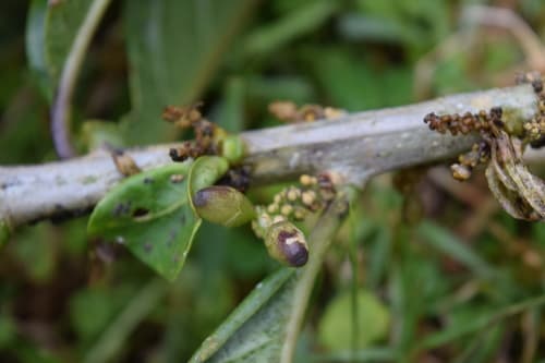 Yellowish Cestrum