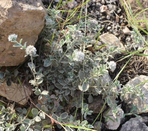 Seddera glomerata