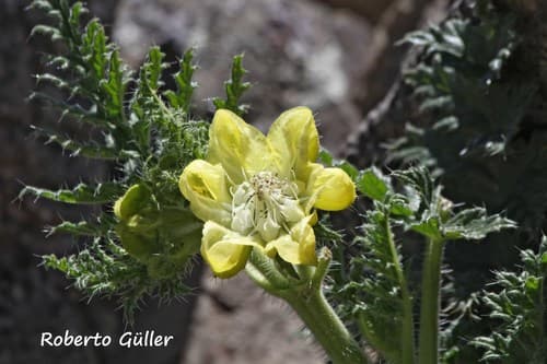Caiophora boliviana