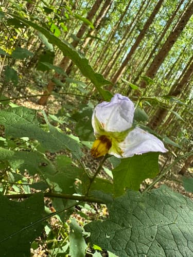 Solanum hydroides