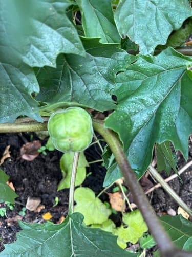 Jimsonweed