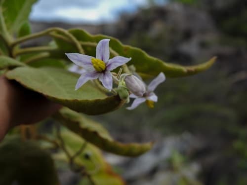 Solanum adamantium