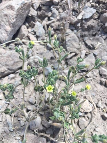 Mentzelia solieri