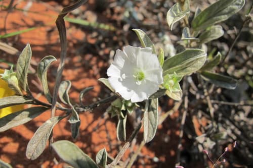Bonamia velutina