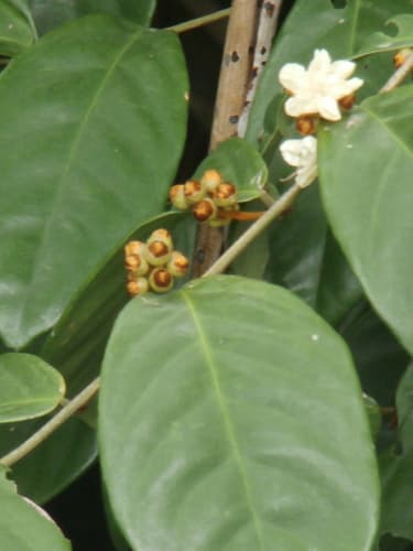 Erycibe tomentosa