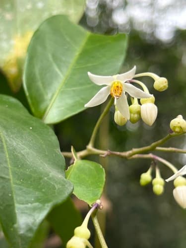 Solanum odoriferum