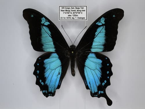 Tailed Green-banded Swallowtail
