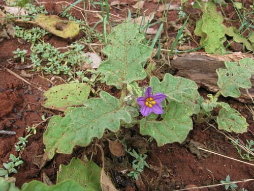 Desert Nightshade