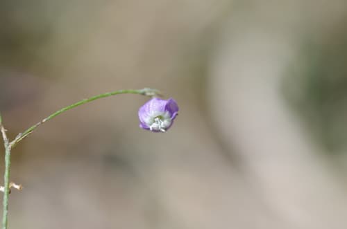 Evolvulus filipes