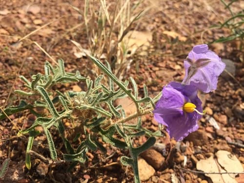 Solanum jobsonii