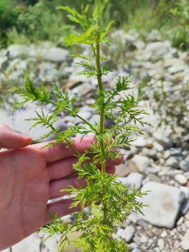 Sweet Wormwood