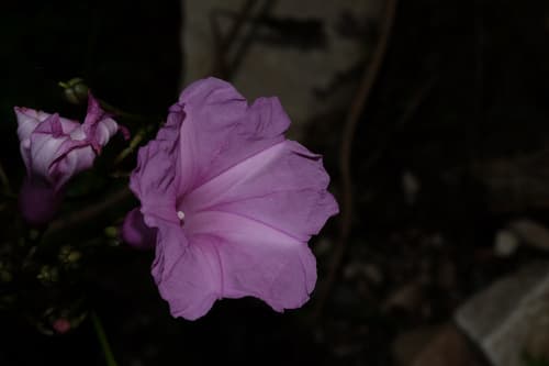 Ipomoea volcanensis