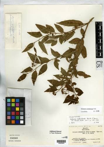 Solanum cylindricum