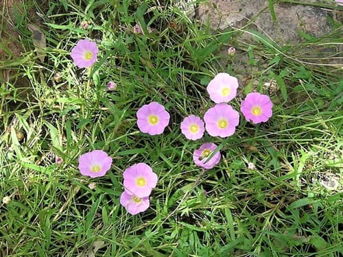 Merremia incisa