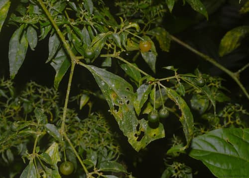 Capsicum recurvatum