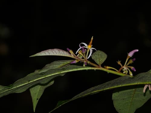 Solanum costatum