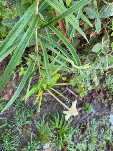 Brunfelsia
