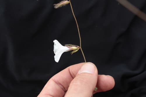 Distimake hirsutus