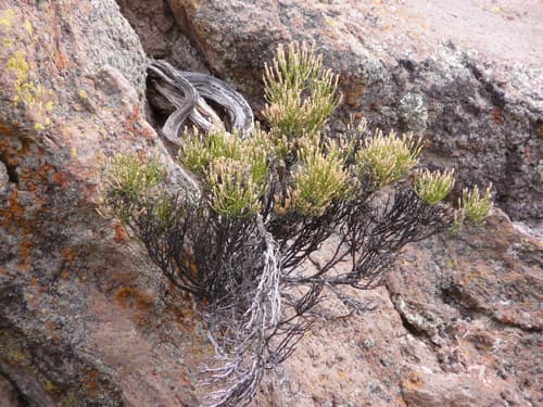 Fabiana punensis