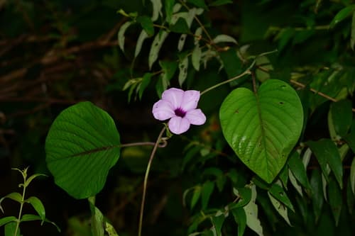 Argyreia boseana