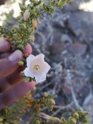 Nolana patula