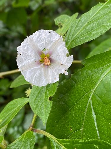 Lycianthes tricolor