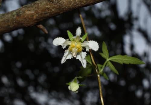 Grausa micrantha