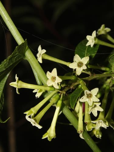 Wrinkled Cestrum