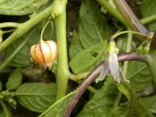 Deprea cuyacensis
