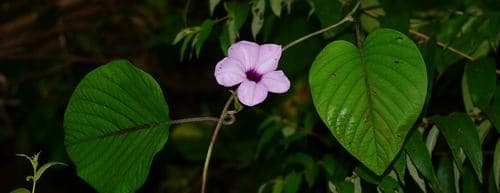 Argyreia hookeri