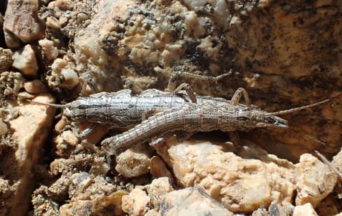 Nevada Timema